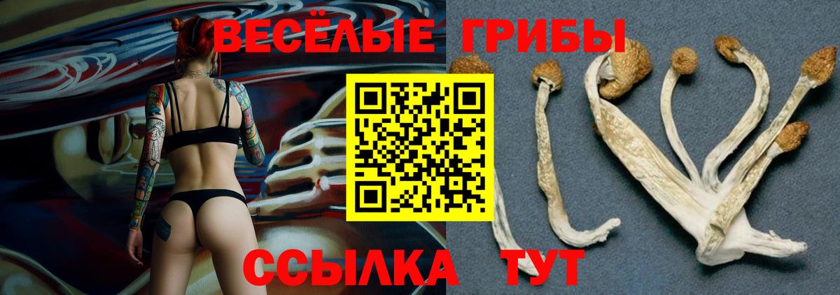 Галлюциногенные грибы Cubensis  Вход с VPN  Саров 